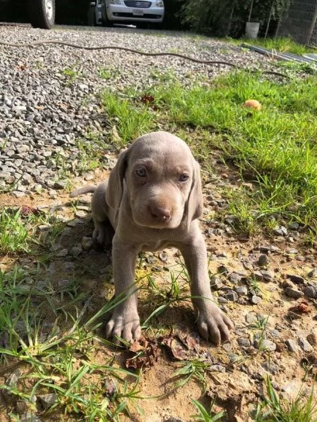 vendita cucciolo weimaraner