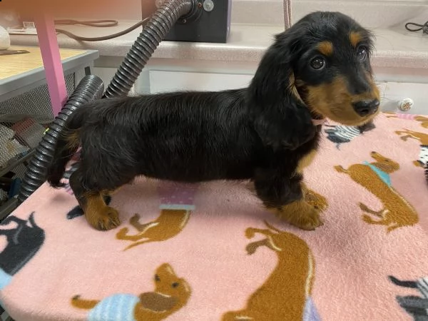 vendita cucciolo bassotti kaninchen/nano