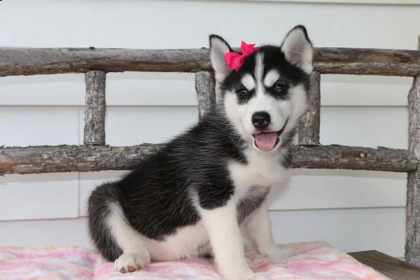 vendita cucciolo cuccioli di siberian husky