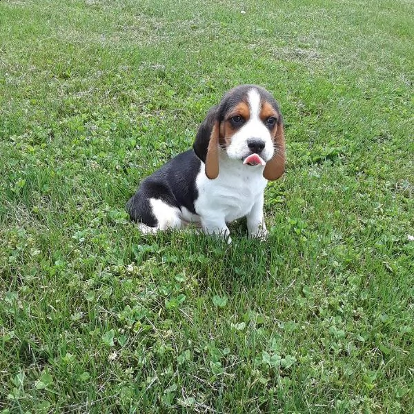 vendita cucciolo cucciolo di beagle puro, per qualsiasi info contattare 