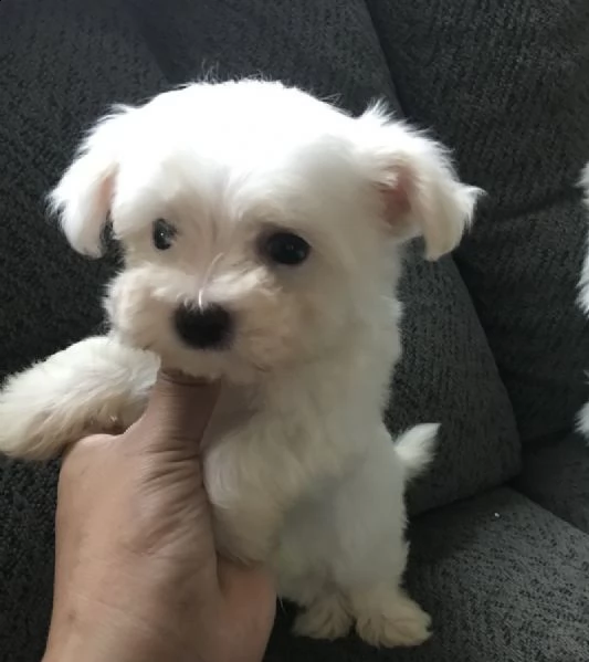 regalo cuccioli di maltesi mini toy. 