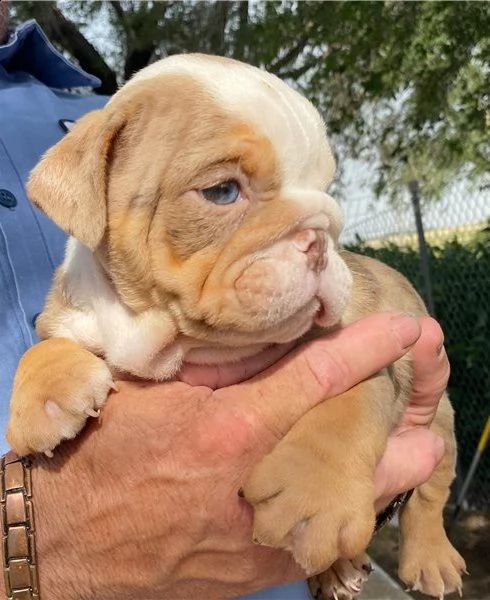 bulldog inglese rugoso