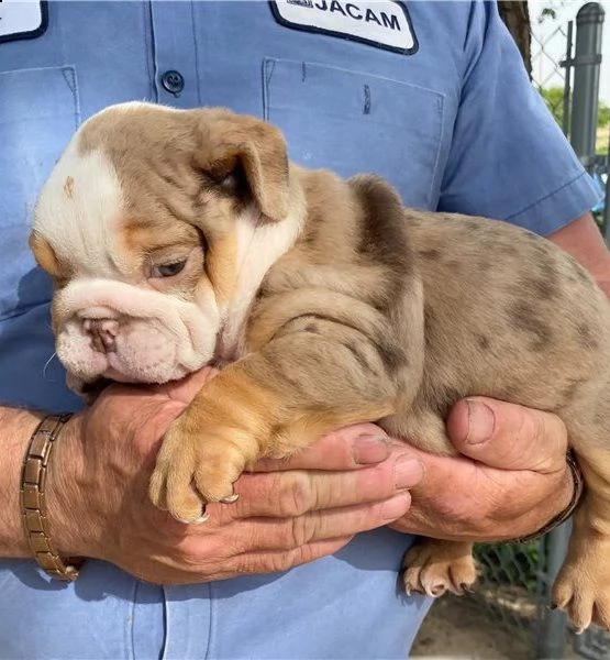 bulldog inglese rugoso | Foto 0