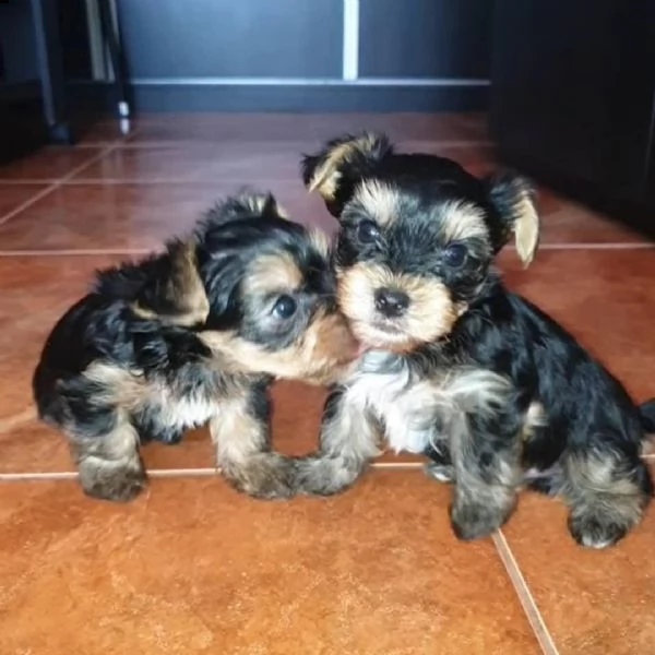 yorkshire terrier 