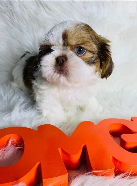 cucciola shih tzu con pedigree