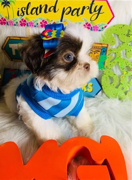 cuccioli di shih tzu