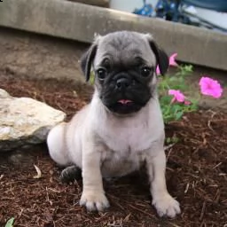 cuccioli pug coccolosi