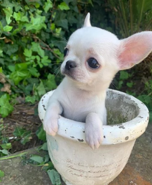 chihuahua