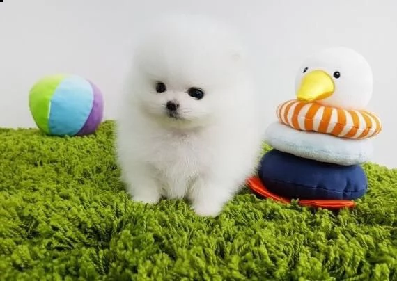 bellissima bambina pomerania