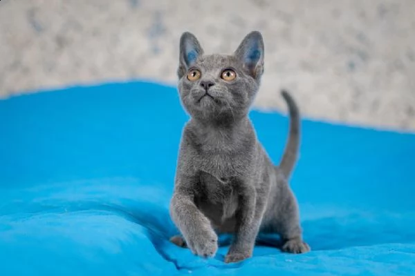 blu di russia | Foto 3