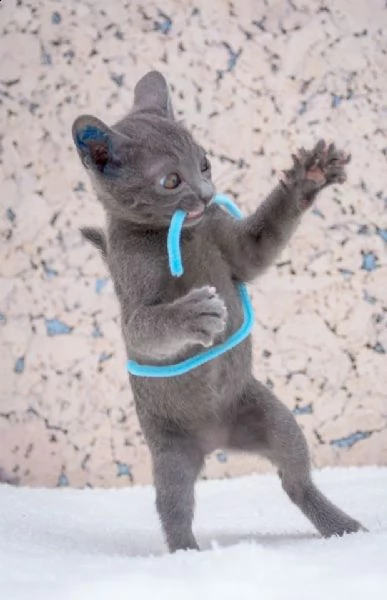 blu di russia | Foto 2