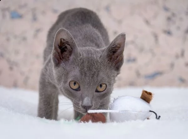 blu di russia | Foto 1