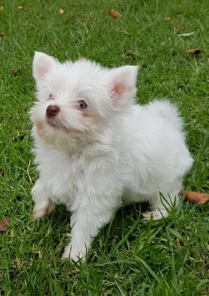 disponibile yorkshire