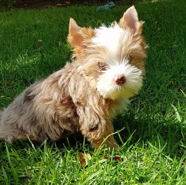 disponibile yorkshire | Foto 1