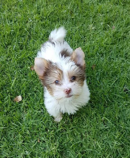 disponibile yorkshire | Foto 0