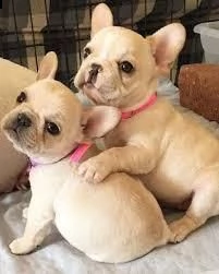 simpatici cuccioli di bulldog francese per adozione gratuita | Foto 1