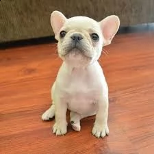 simpatici cuccioli di bulldog francese per adozione gratuita | Foto 0