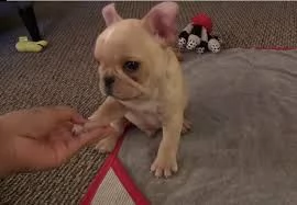 simpatici cuccioli di bulldog francese per adozione gratuita
