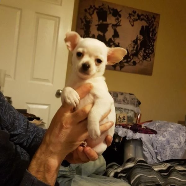 simpatici cuccioli di chihuahua per l'adozione gratuita