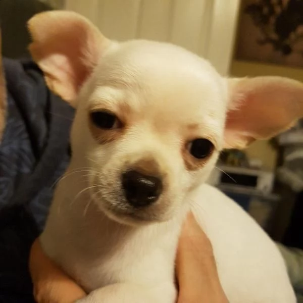 simpatici cuccioli di chihuahua per l'adozione gratuita | Foto 0