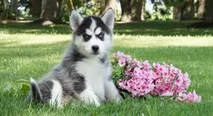 simpatici cuccioli husky per l'adozione gratuita | Foto 0