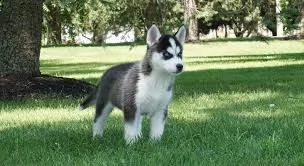 simpatici cuccioli husky per l'adozione gratuita