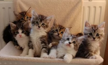 maine coon maschio e femmina in vendita