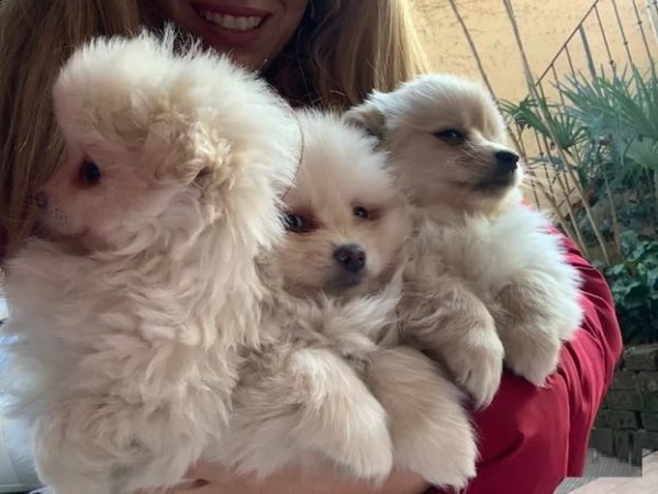pomerania nano cuccioli di razza con garanzia