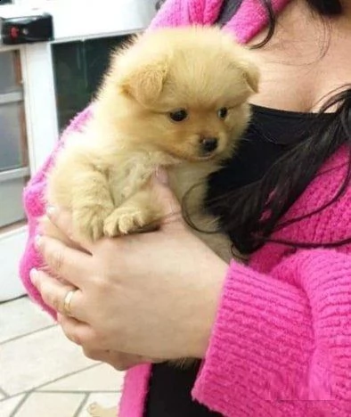 spitz di pomerania toy con pedigree