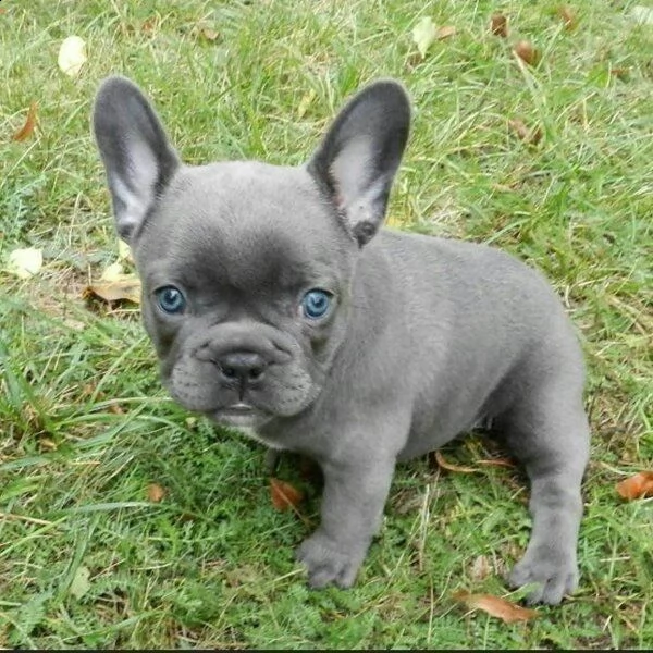 kuccioli di bulldog francese~ maschio e femmina