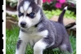 cuccioli siberian husky