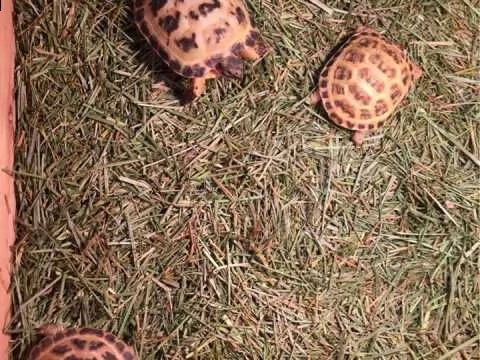 tartarughe horse_field | Foto 1