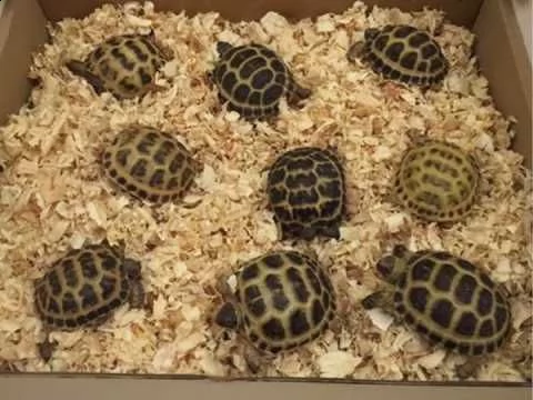 tartarughe horse_field | Foto 0