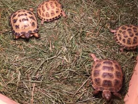 tartarughe horse_field