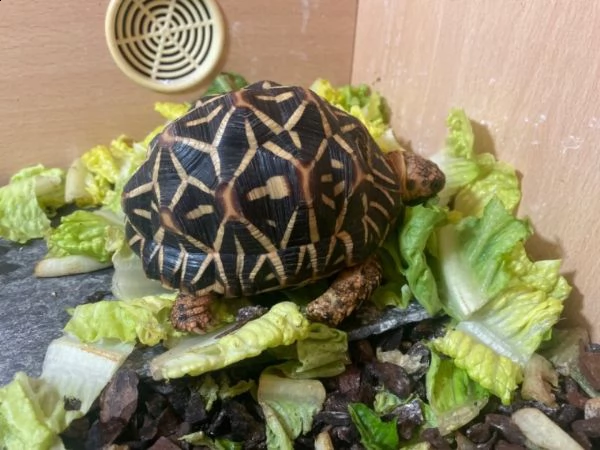 tartarughe indian-star | Foto 5