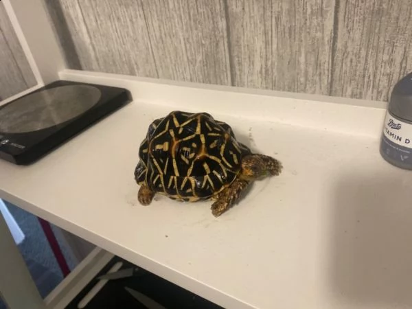 tartarughe indian-star | Foto 4