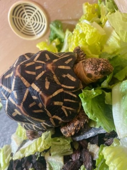 tartarughe indian-star | Foto 3