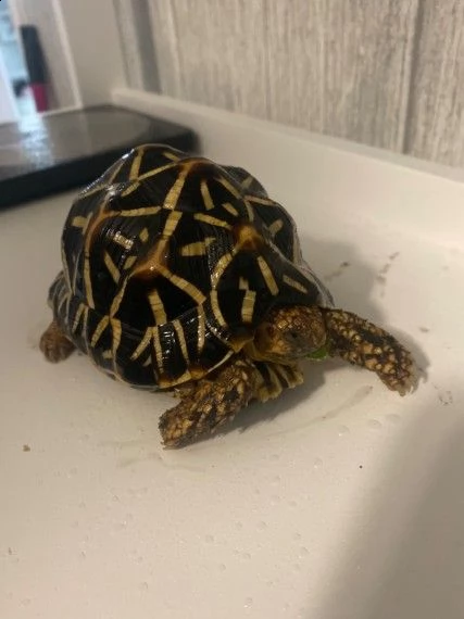 tartarughe indian-star | Foto 2