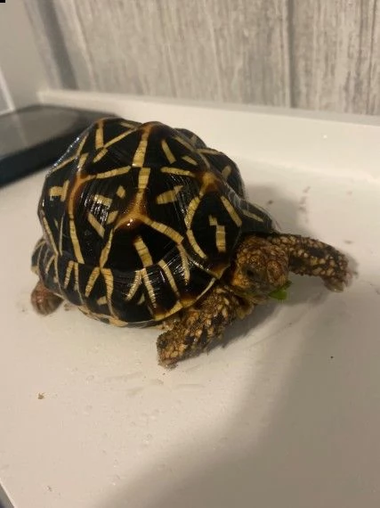 tartarughe indian-star | Foto 1