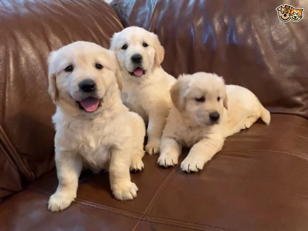 golden retriever cuccioli di 3 mesi  | Foto 1