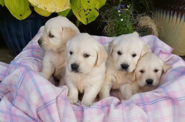 golden retriever cuccioli di 3 mesi  | Foto 0