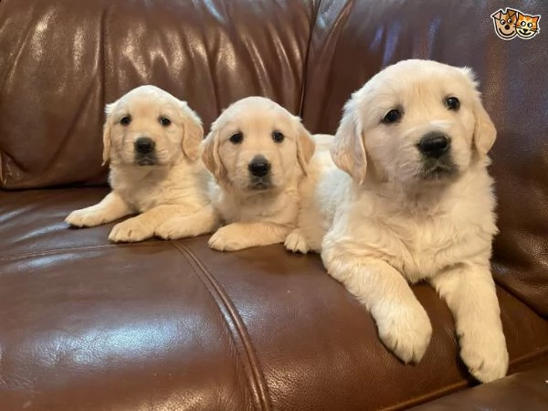 golden retriever cuccioli di 3 mesi 