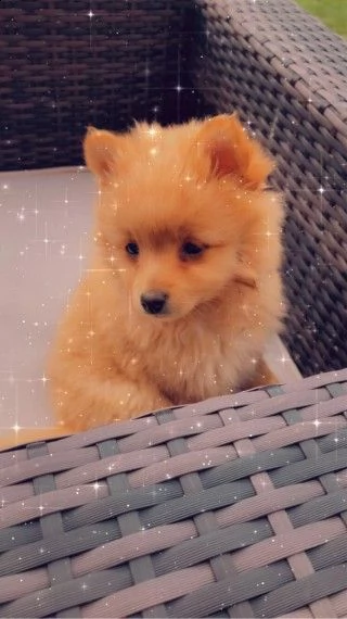 spitz tedesco maschio e femmina | Foto 1