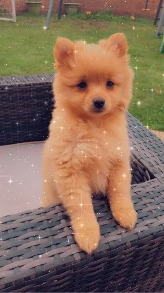 spitz tedesco maschio e femmina