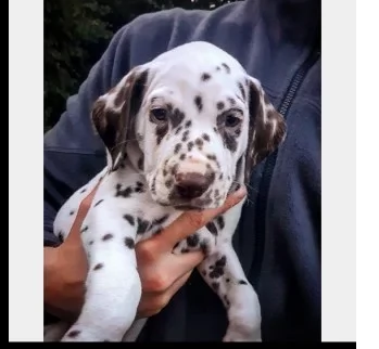 dalmata bellissimi e dolcissimi cuccioli