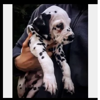 dalmata bellissimi e dolcissimi cuccioli | Foto 0