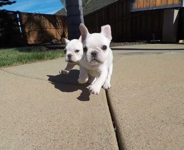 bulldog francese femminile sveglio maschio