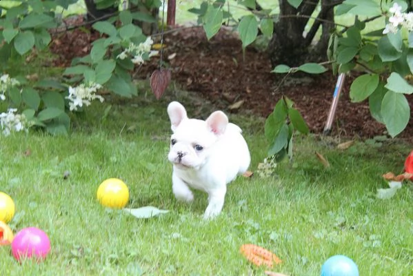 bulldog francese femminile sveglio maschio | Foto 1