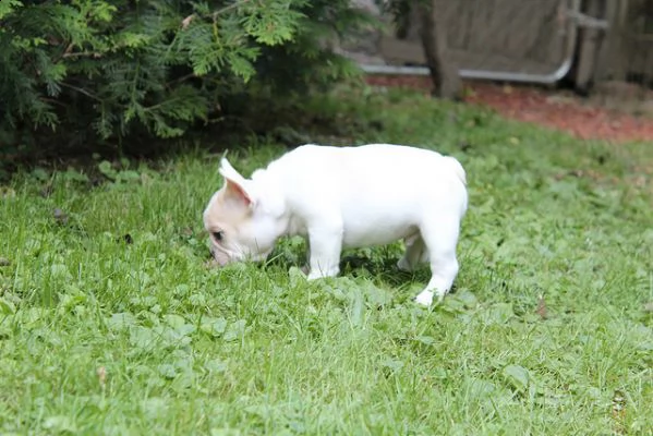 bulldog francese femminile sveglio maschio | Foto 0