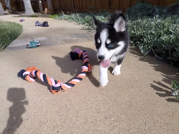 pomsky husky occhi color ghiaccio stupendi | Foto 0